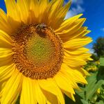 Sunflower Fields 9