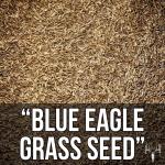 Blue Eagle Elite Kentucky Bluegrass Seed 8