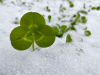 Frost seeding clover