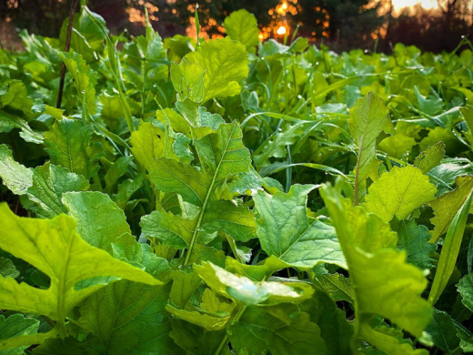 Crooked Bend Food Plot