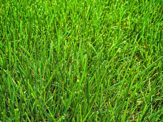 Grass and turf seeds