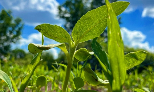 Michigan food plot