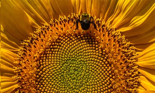 Sunflower summer food plot 