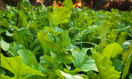 Michigan fall food plot during prime time