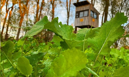 Hunting a Michigan food plot