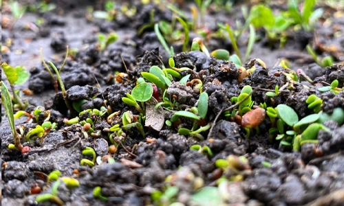 “Four Clover Combo” in a frost seeded food plot 