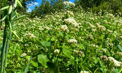 Michigan spring food plot 