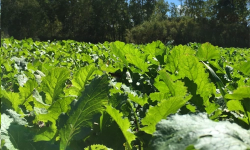 Michigan fall food plot