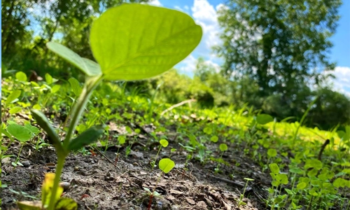 Spring food plot germinating in Michigan