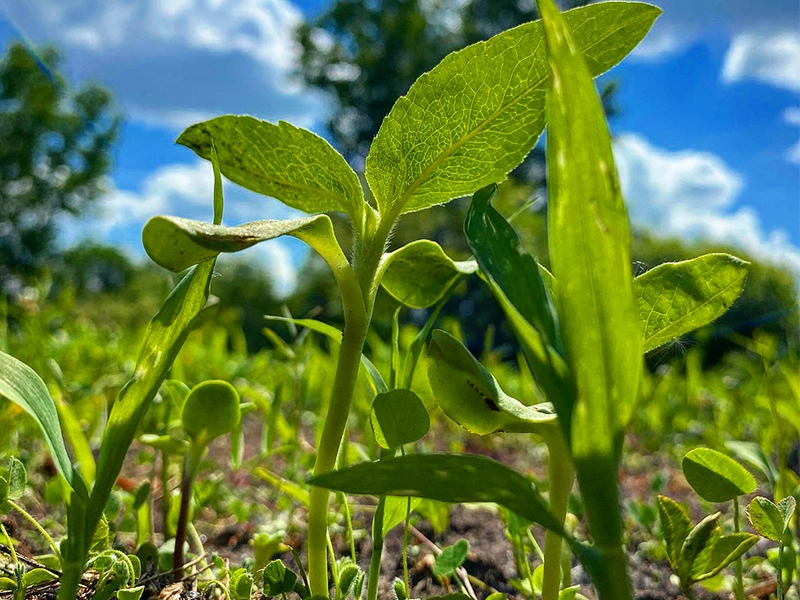 Food Plot Seeds Growing