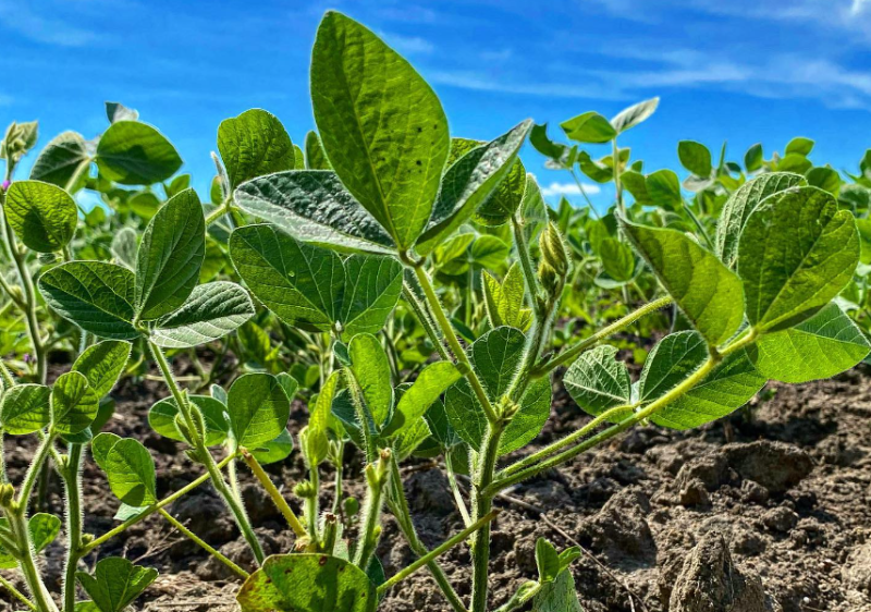 Food Plot Articles