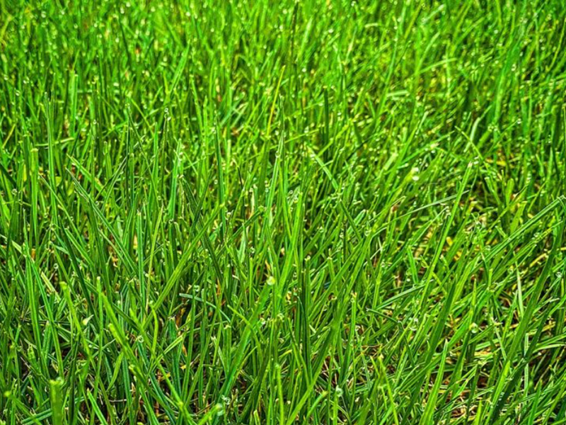 Blue Eagle Kentucky Bluegrass Seed Lawn Grass