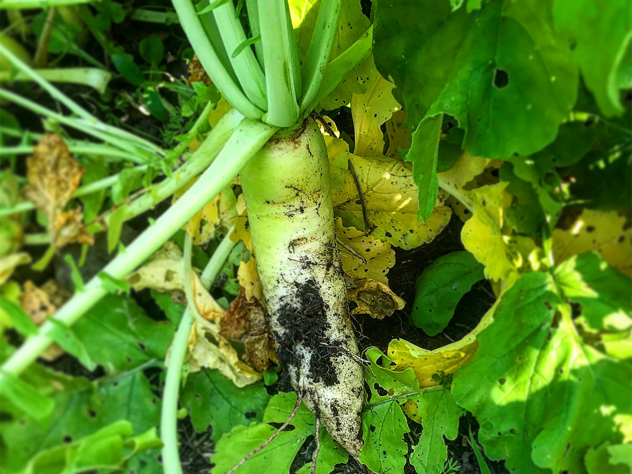 Radish From Bransons Buffalo Blend