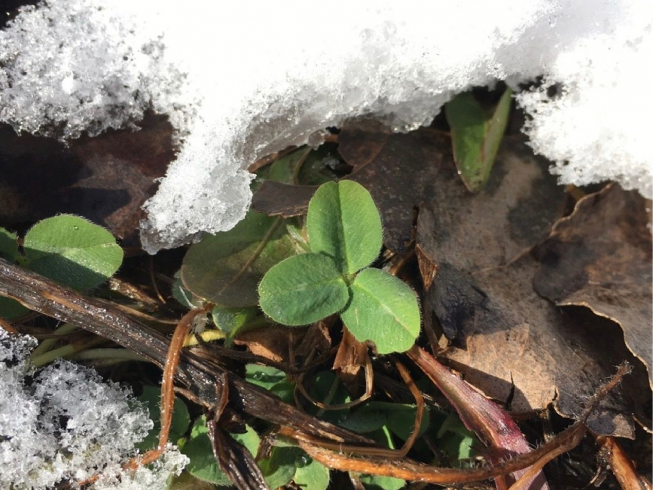 How to Frost Seed Clover