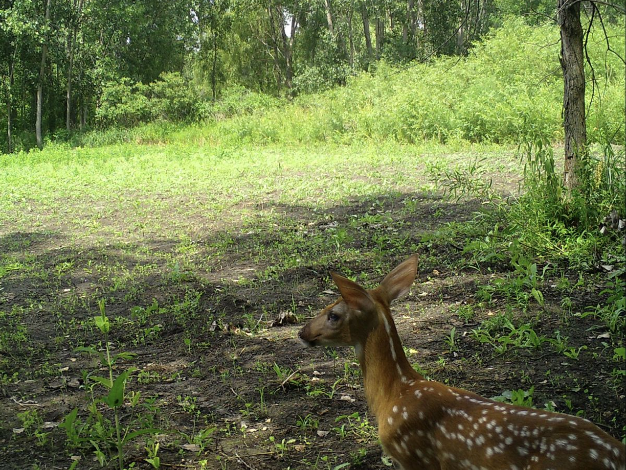 It Starts With The Fawns