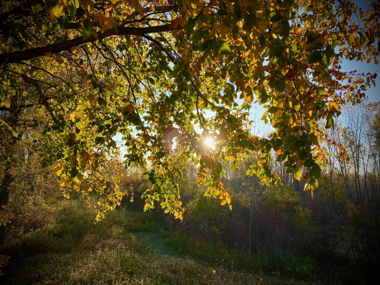 Fall Sunrise