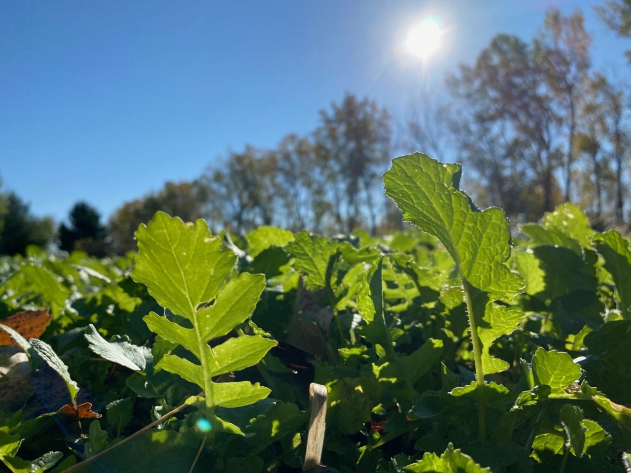 No-Equipment No-Till No-Problem