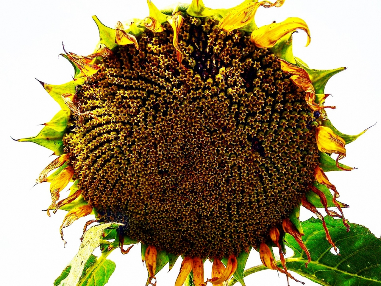 Birds and The Bees Sunflower