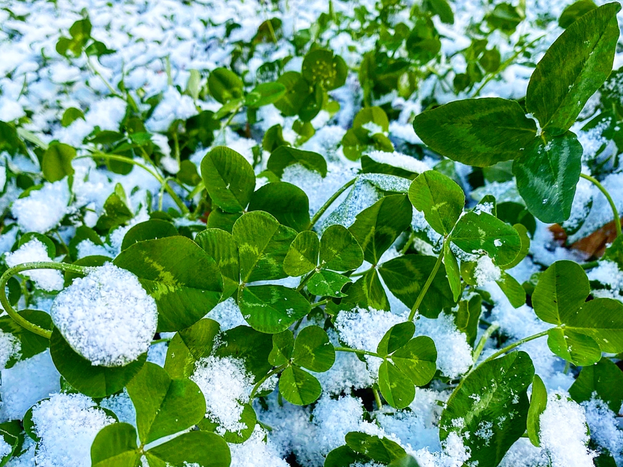 Snow seeding clover