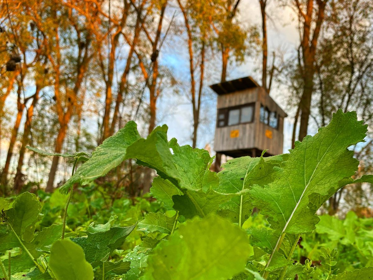 Branson’s Buffalo Blend is the best food plot seed for deer hunting