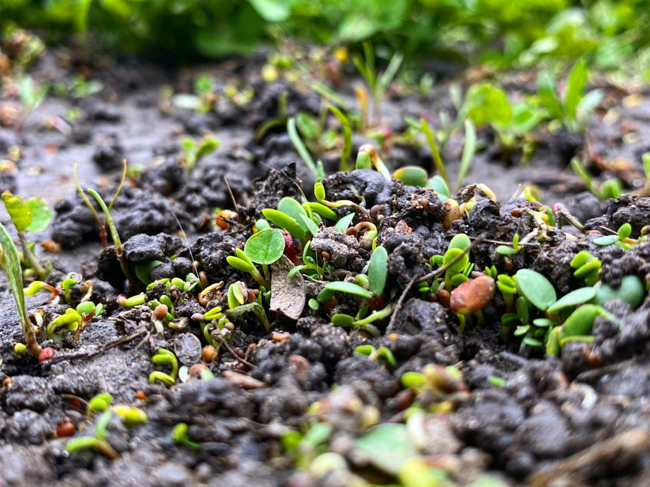 Clover sprouting green ground cover to aid in soil health improving turf carpet